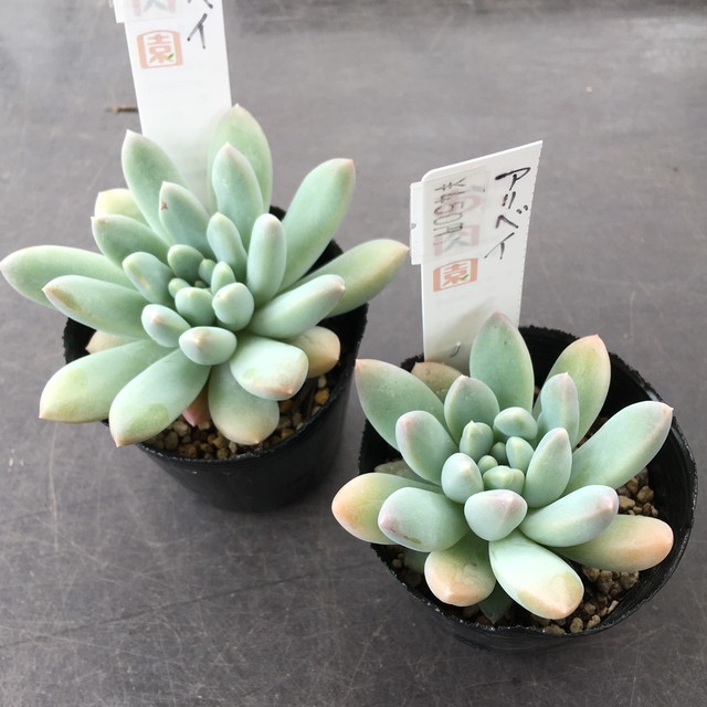 アリベイ Rupo 多肉植物専門店