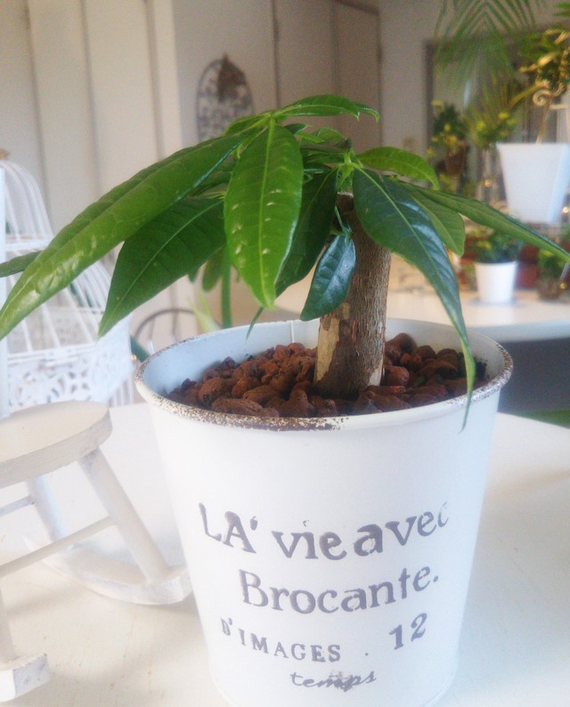ブリキ鉢 パキラ グラブラ アンティーク風 Gallery編み魔女