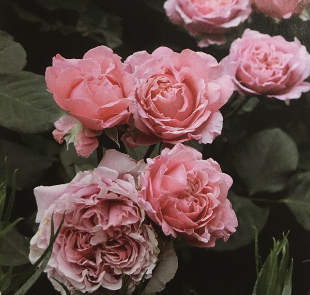 大苗 ギヨー ローラン カブロル Rose Plants 458
