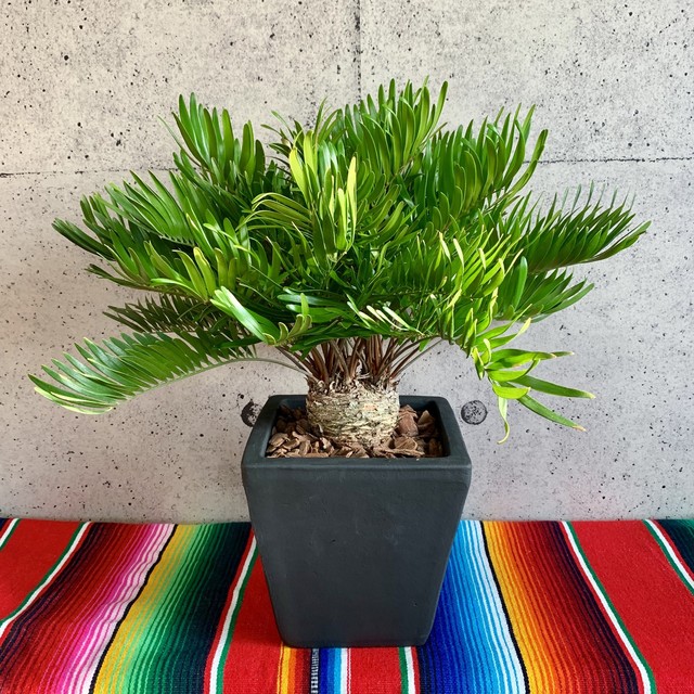 ザミア フロリダーナ 珍しい双頭タイプ 送料込み Planet Plants プラネットプランツ