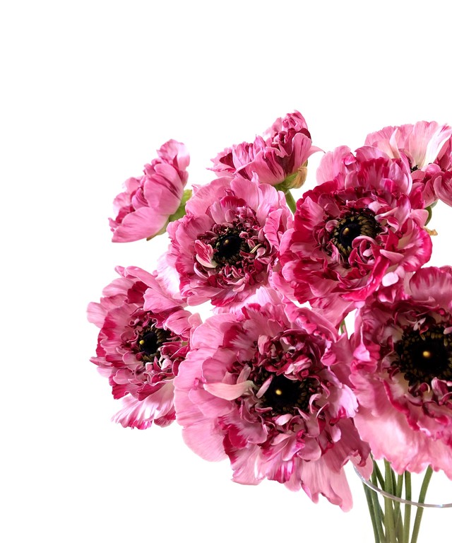 ラナンキュラス Jp Farmers Com