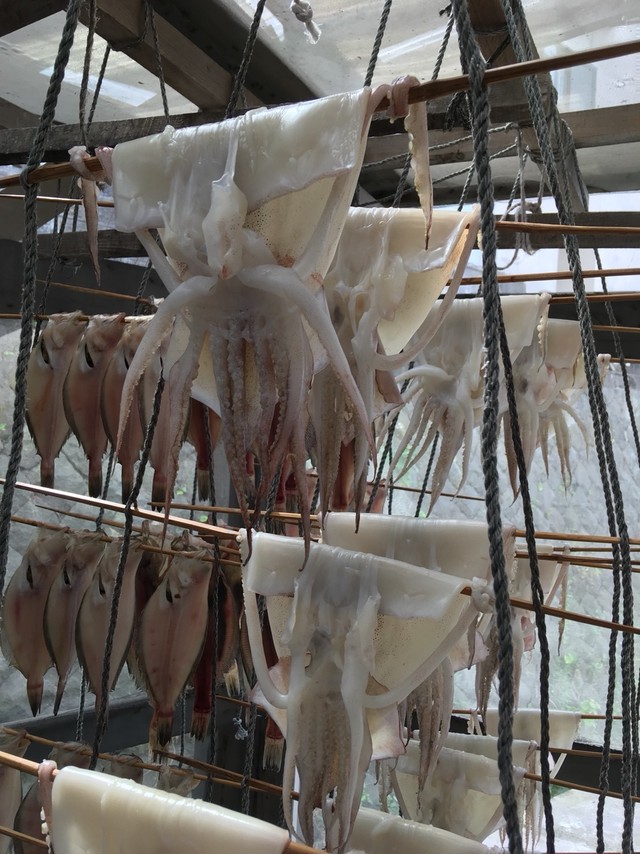 真イカ天日干し 浜のイカ焼きの味 マイカ スルメイカ 新鮮星魚カラカラ