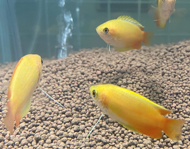 熱帯魚 ゴールデンハニードワーフグラミー 1匹 東京倉庫出荷 熱帯魚専門店 アクアショップ ピラルク本店