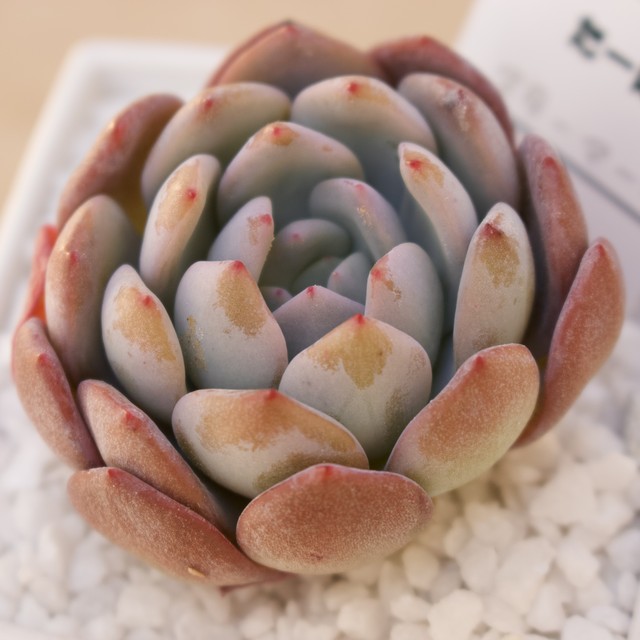 スターマーク 多肉植物 韓国苗 多肉植物専門店たーにっく