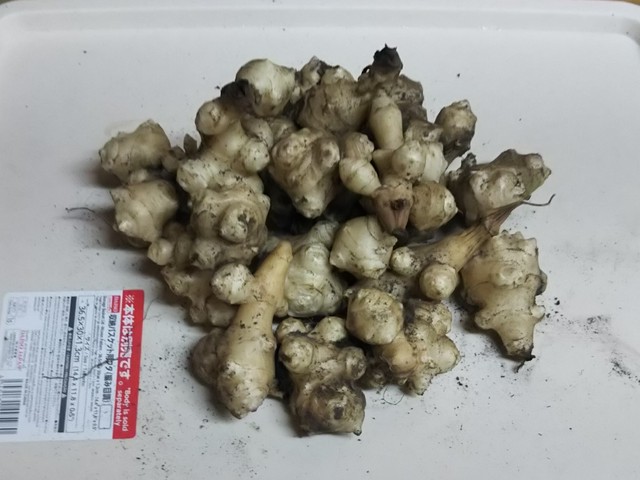 菊芋種芋 趣味の薬草薬木ふれあい園