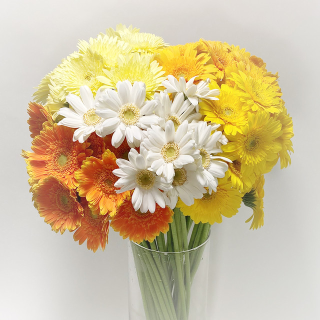 ガーベラ50本 スマイルミックス Adore Flowca よいはな Yoihana 最高品質のお花をお届けするネット通販