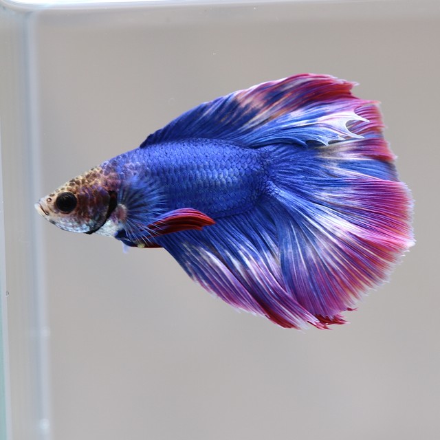 ベタ ダブルテール 藍色系 緋色系 オス 泡 Abuku