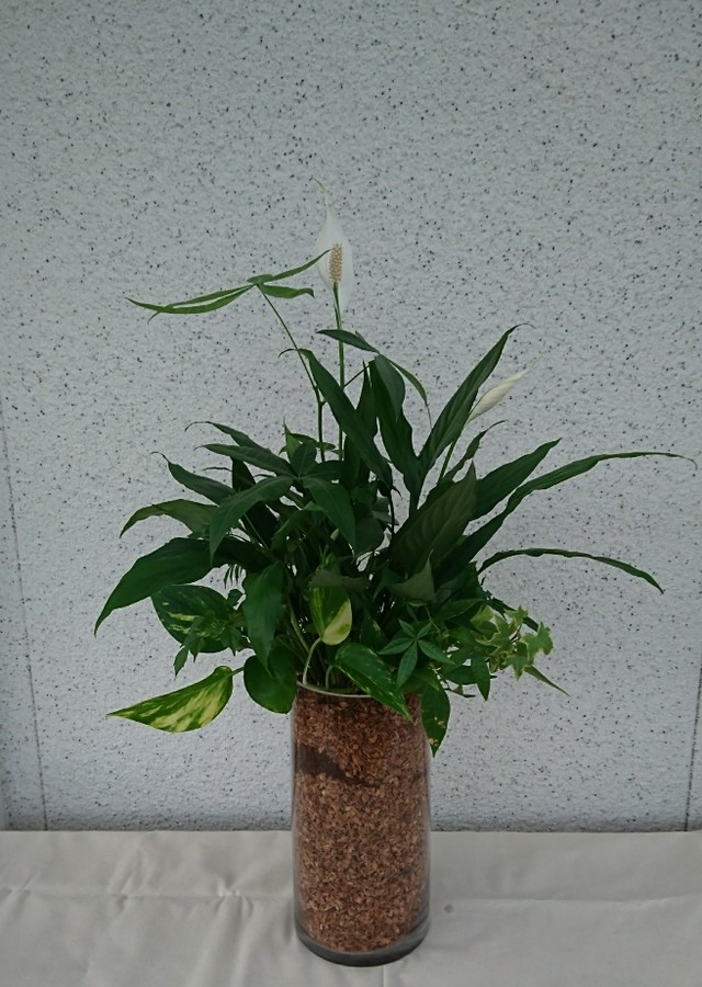 スパティフィラムのガラス観葉のギャザリング 寄せ植え屋