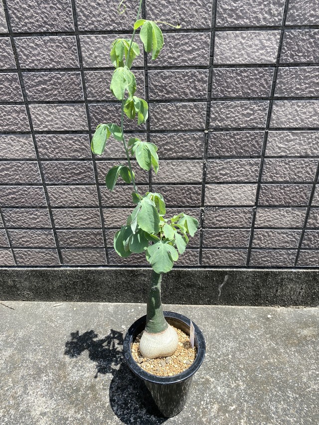 サンセベリア サンスベリア シルバーキング ムーンシャイン Sansevieria Moonshine 観葉植物 Bios Plants