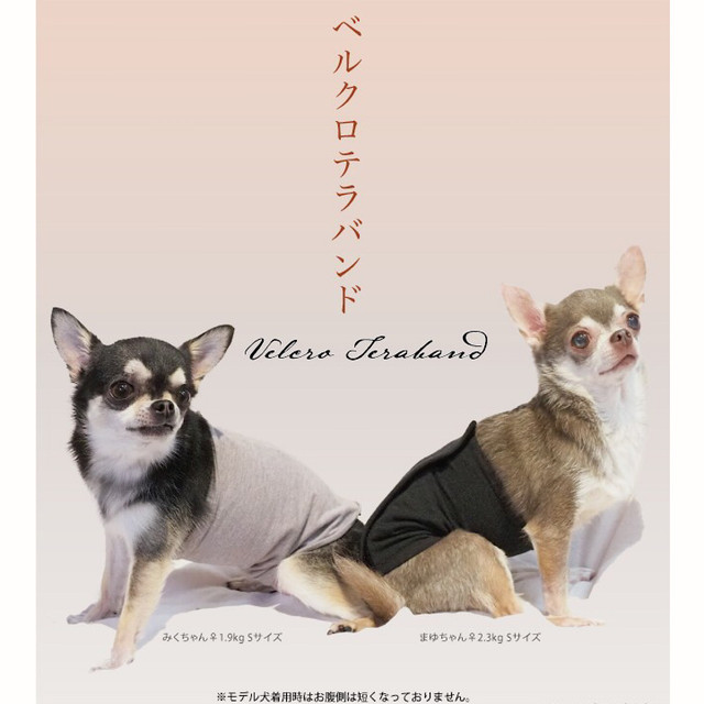 予約商品 テラヘルツ ベルクロテラバンド 腹巻 ペット 犬 Bowery Pet Care バワリーペットケア 予約商品 テラヘルツ ベルクロテラバンド 腹巻 ペット 犬 Bowery Pet Care バワリーペットケア