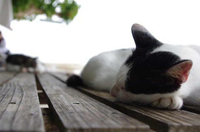 Photo 竹富島のある日の風景 猫 あべ商店