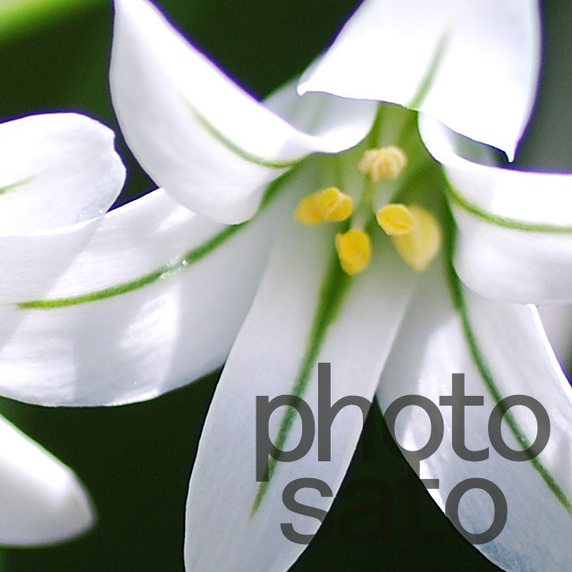 アリウム トリケトラム 003 山里の小さな写真屋 Photosato ふぉとさと