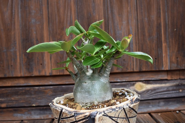 アデニウムアラビカム バオバブフォーム Planimal225