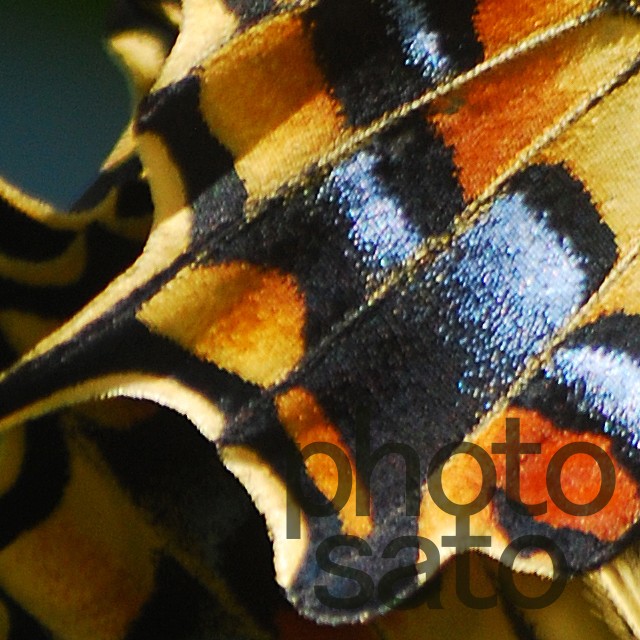 チョウチョ 010 山里の小さな写真屋 Photosato ふぉとさと