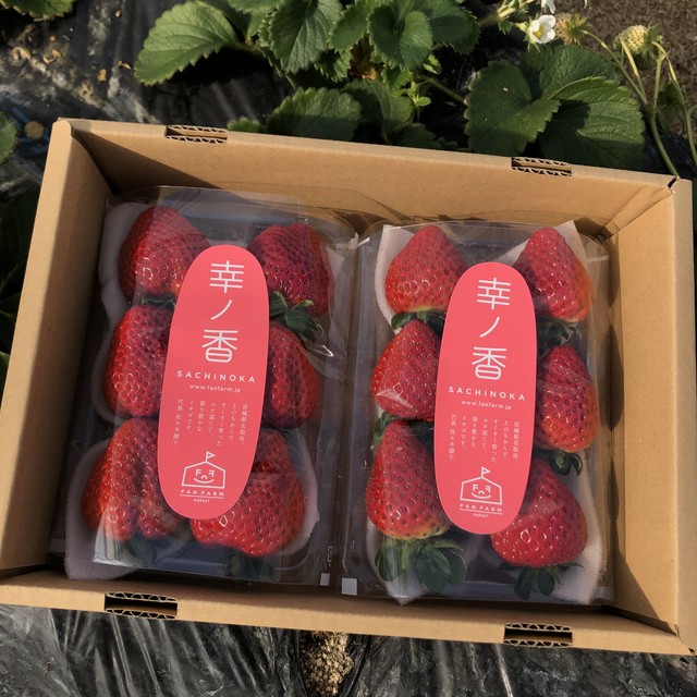 送料無料 宮城県名取市産イチゴ 土耕栽培幸ノ香 約280g 2パック ファンファームなとり