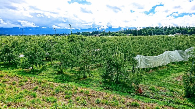 年採密 非加熱 国産 生はちみつ600g 梨とりんご 信州松本 非加熱 国産蜂蜜 小松養蜂場