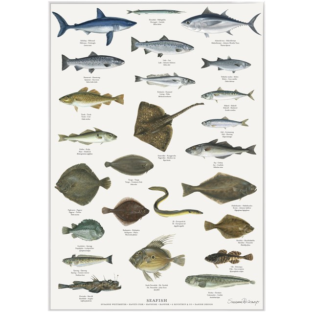 Koustrup Co アートポスター サイズ Sea Fishes 海の魚類 北欧ブランド 北欧 魚 海 図鑑 ポスター 北欧雑貨 ウォールデコ インテリア ナチュラル アート モダン ギフト インポート 海外 輸入 デンマーク Koustrup Co Japan