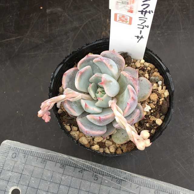 ピンクザラゴーサ Rupo 多肉植物専門店