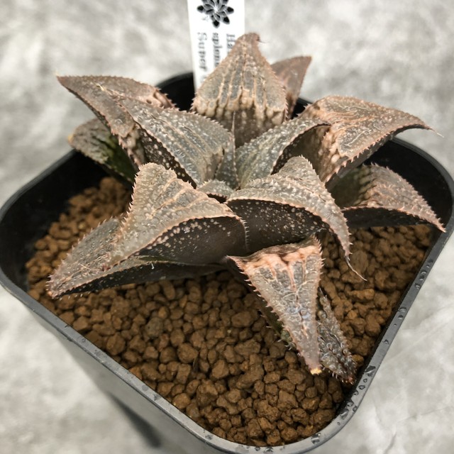 Haworthia Super Galaxy実生 スプレンデンスhyb ハオルチア Botany Craft