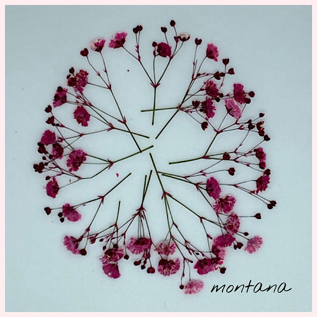 No 2 押し花 かすみ草 ピンク系レッド Montana