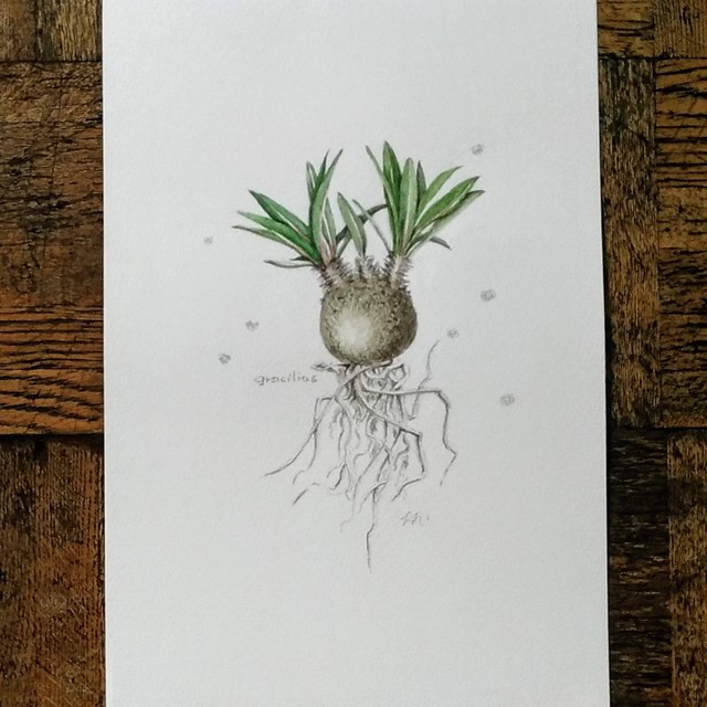 パキポディウム グラキリス 植物画 原画 Pachypodium Gracilius Mayco S Succulent Art Box