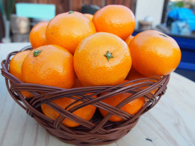 おん しゅう みかん