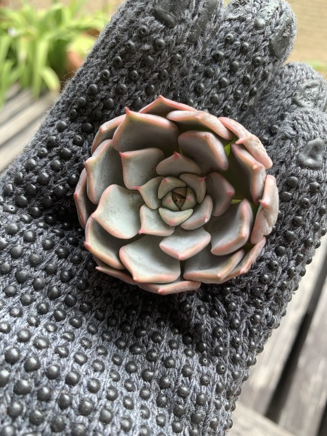 エケべリア 多肉植物 ピンクザラゴーサ 多肉植物専門店 Ta298 タニク屋