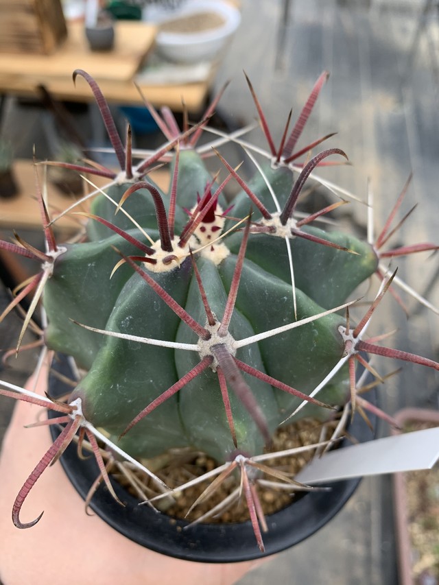 フェロカクタス 実生苗 ４号蘭鉢サイズ D Plants S