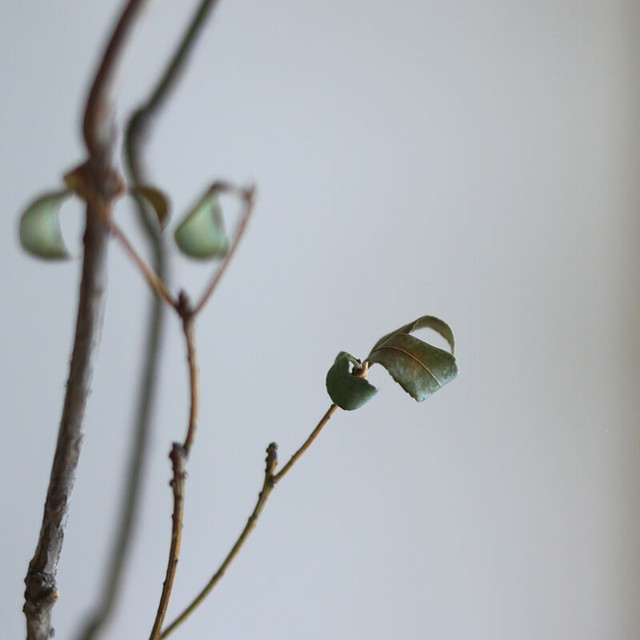 大枝 長さ60 90cm ドライフラワー あせび 馬酔木 あせぼ アセビ ナチュラル グリーン 富良野 花七曜 ドライフラワーショップ