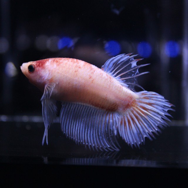 熱帯魚 アクアアマチュアショップaquafarm