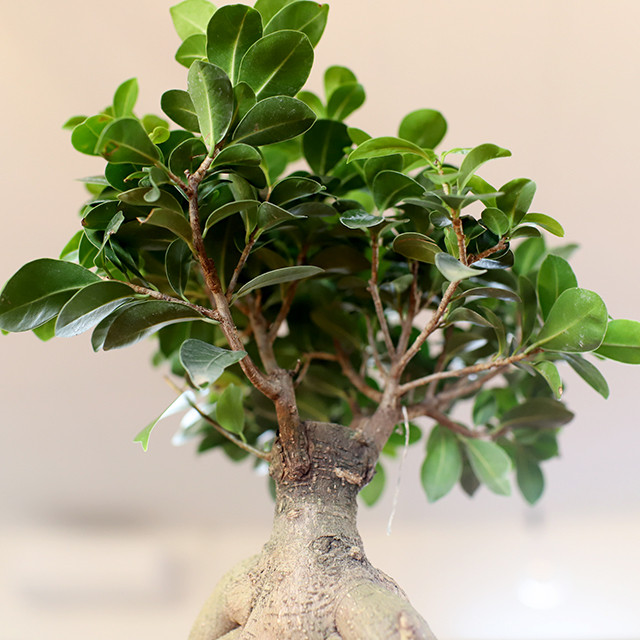 美脚ガジュマル 奇緑屋 Kimidoriya