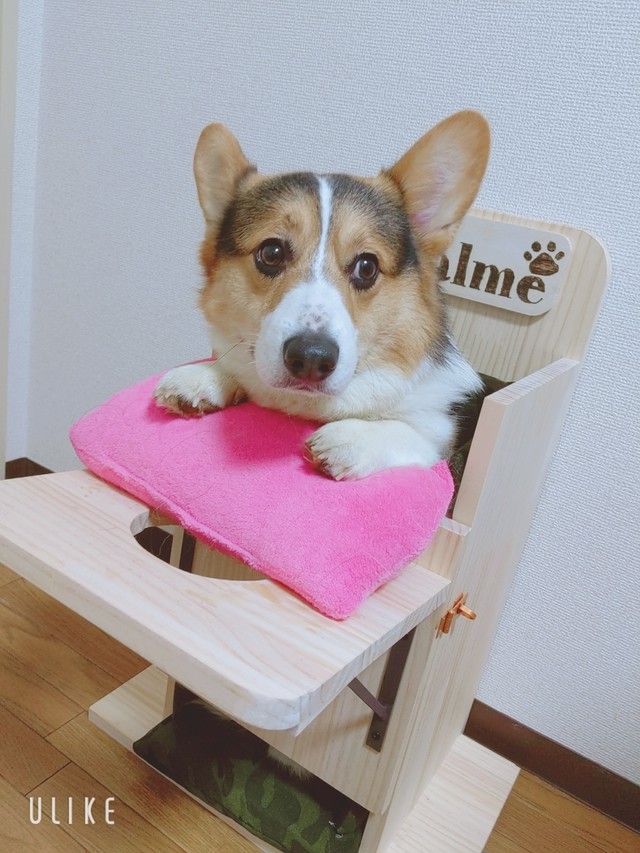 巨大食道症 犬用ベイリーチェア 中型犬専用 受注生産 Piyo Piyo Factory