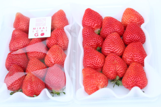 未来苺 あまおう苺 デラックスパック 270gｘ２p入 送料無料 未来苺 みらいちご Miraichigo