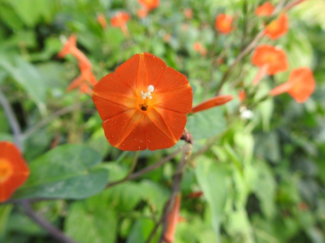 ルコウ朝顔の写真 写真屋 ６ 植物