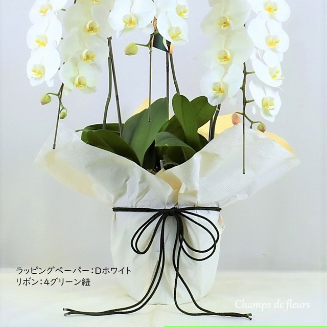 大阪市内配送限定 ミディ胡蝶蘭鉢 選べるラッピング付き 小さな花が愛らしいミディ胡蝶蘭5本立ち Champs De Fleurs