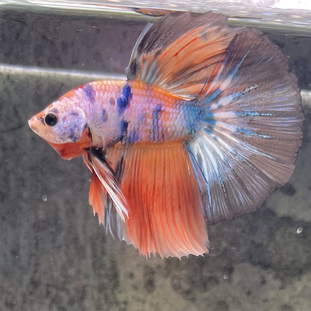 ベタ コイベタ ハーフムーン 多彩色系 オス 泡 Abuku