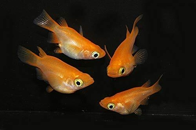紅帝ダルマ メダカ稚魚１０匹 メダカ屋さん ３輪車商店