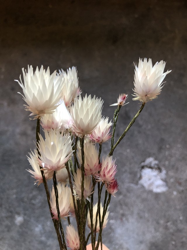 シンカルファ エバーラスティング ドライフラワー 束 Memento Dried Flower Arrangement ドライフラワー通販