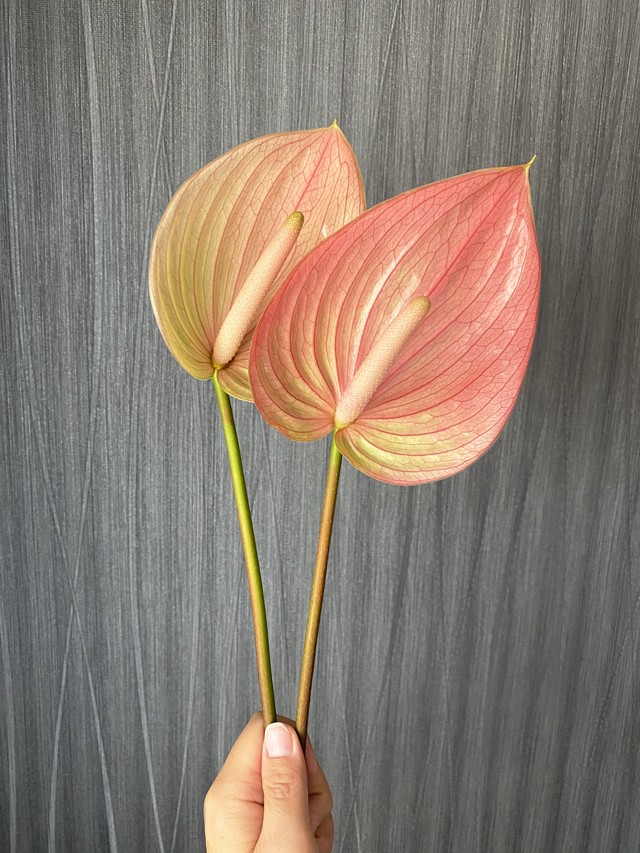 10本 福島県川俣のアンスリウムお任せmix 数量限定30セット Flower Tailor