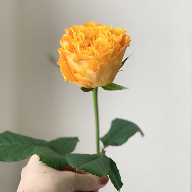 One Flower 一輪のよいはな バラ (JAひまわり バラ部会)
