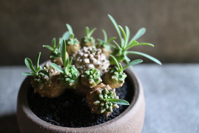 ユーフォルビア 峨眉山 Jujumaru Webshop