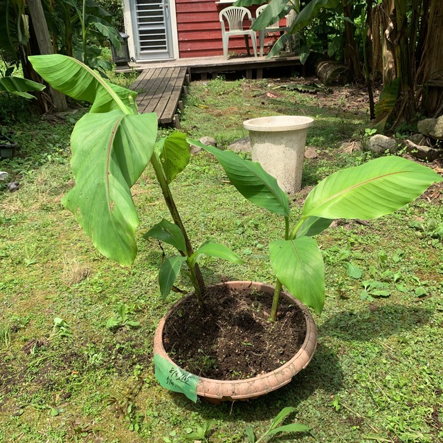 芭蕉の苗 E2 特大株 3本発芽 ジャパニーズバナナ バナナ バショウ 観葉植物 Burnsgreen