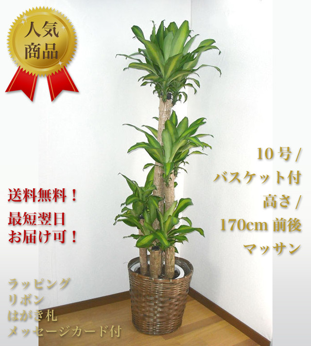 観葉植物10号 バスケット付 マッサン 木札付 ビジネス胡蝶蘭専門店 美花
