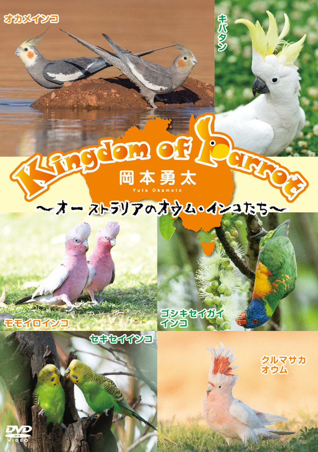 Kingdom Of Parrot オーストラリアのオウム インコたち 野生インコ写真家 岡本勇太のオンラインショップ