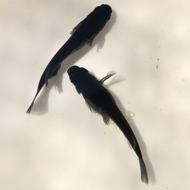 癒乃メダカ 上位 オロチ 1ペア めだか専門 癒乃 ゆの