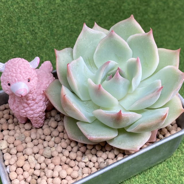 多肉植物 ゴールデンステイト錦 多肉植物 豆彦商店