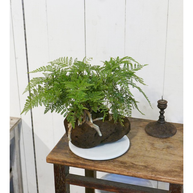 シンゴニウム ホワイトバタフライ Neo Green