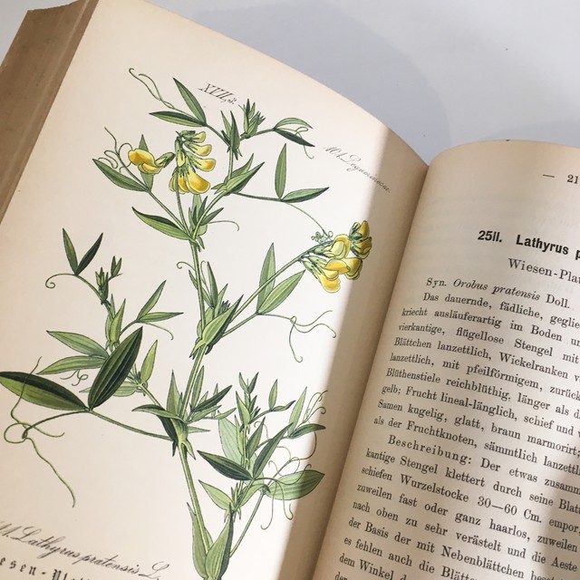 Ernst Hallier ドイツの植物図鑑 Vol 24 カラープレート106枚 1800年後半 クロモリトグラフ べるりんのーと
