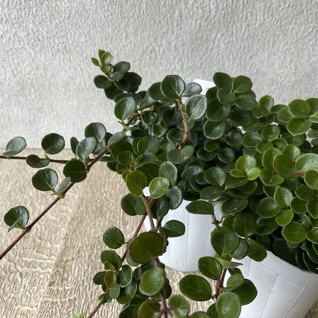 ロニセラ ニティダ 橋本種苗園