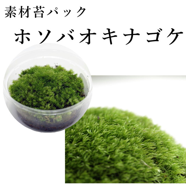 ホソバオキナゴケ 苔テラリウム作製用素材苔 苔テラリウム専門ショップ 道草michikusa